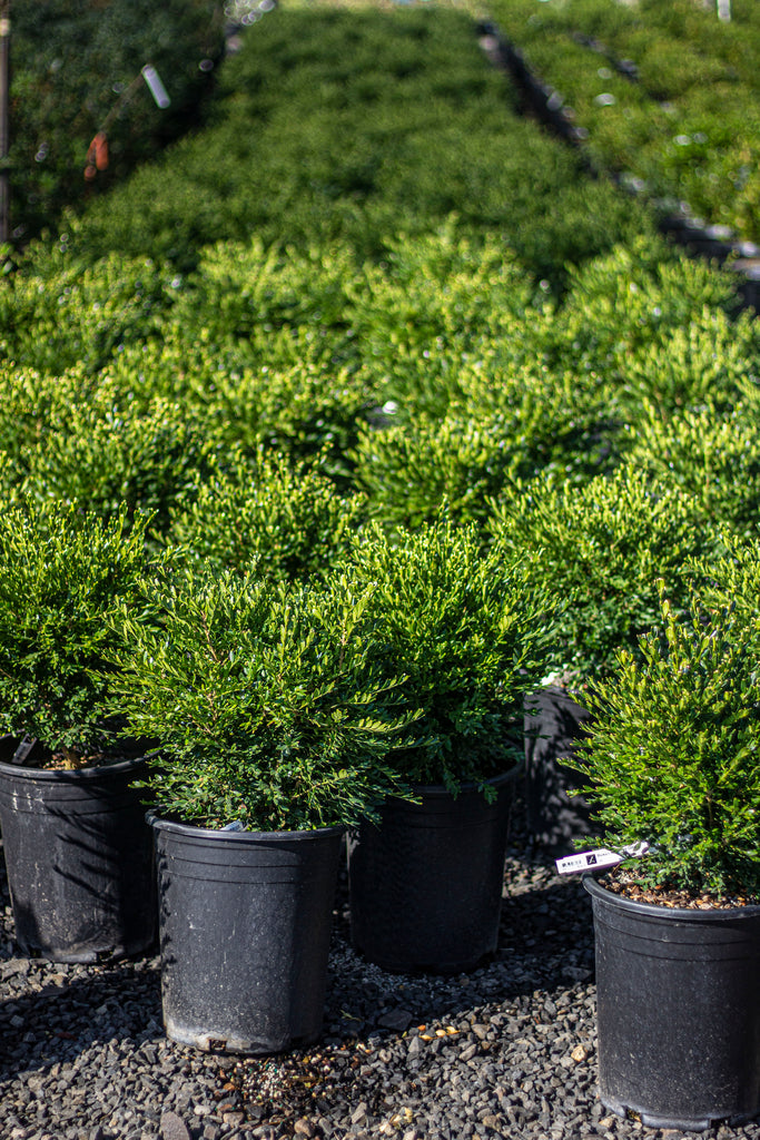 Buxus x 'Green Gem'