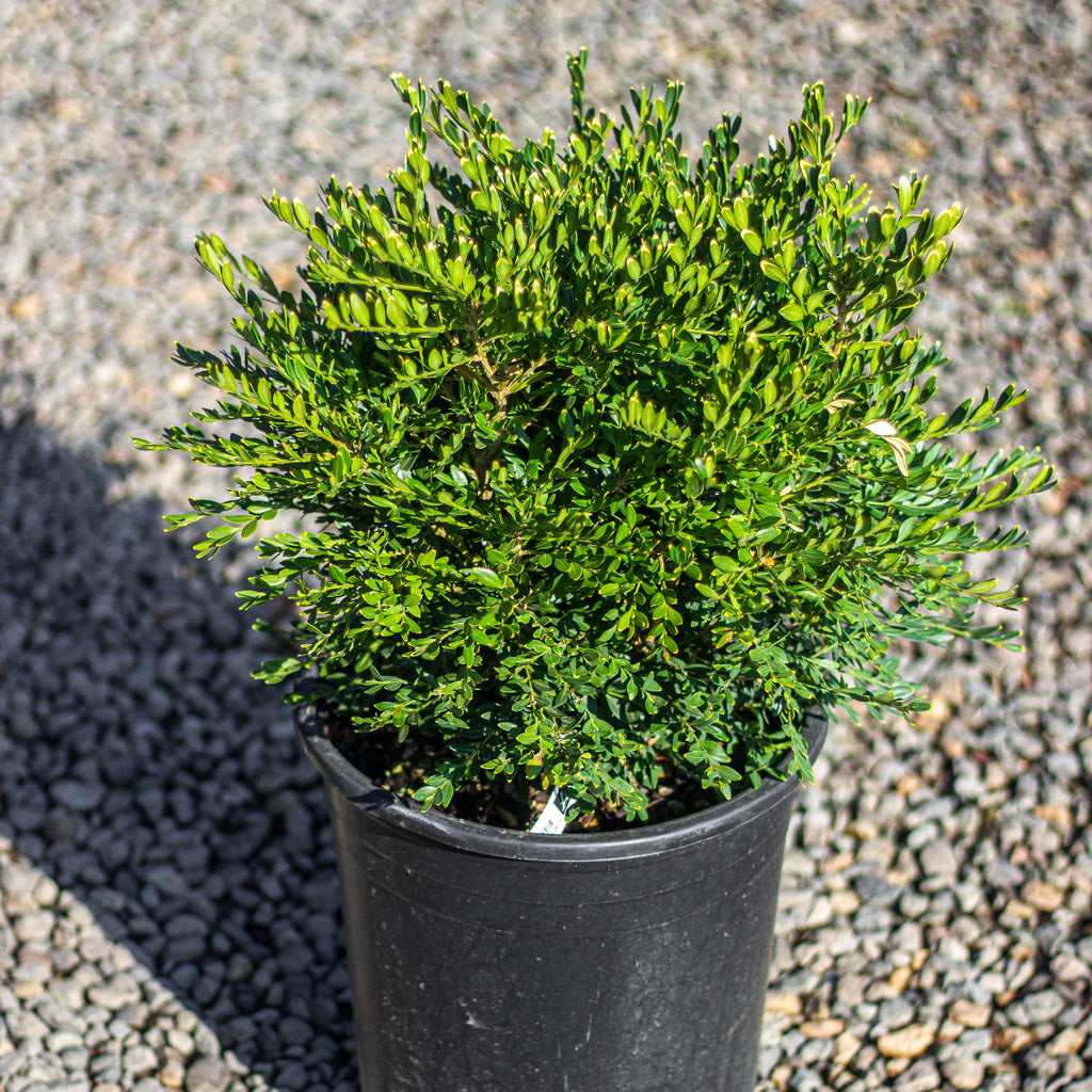 Buxus x 'Green Gem'