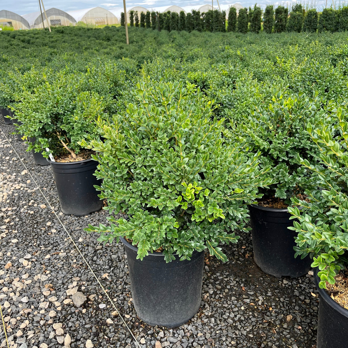 Buxus x 'Alice'