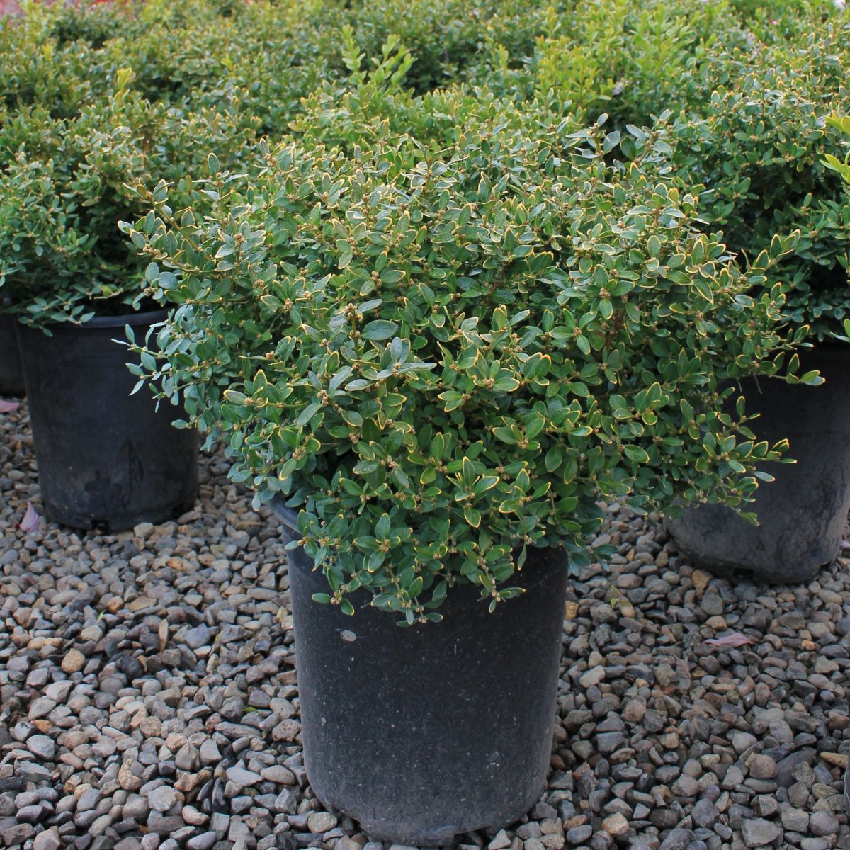 Buxus x 'Chicagoland Green'®