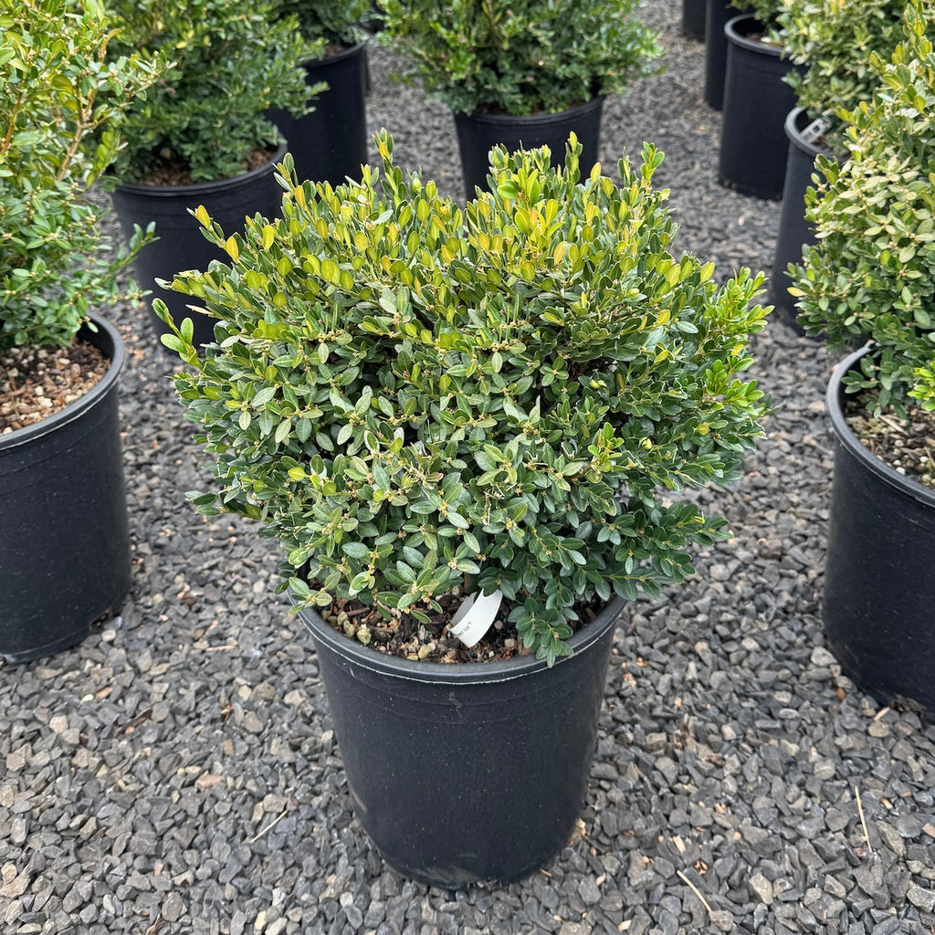 Buxus x 'Green Ice'®