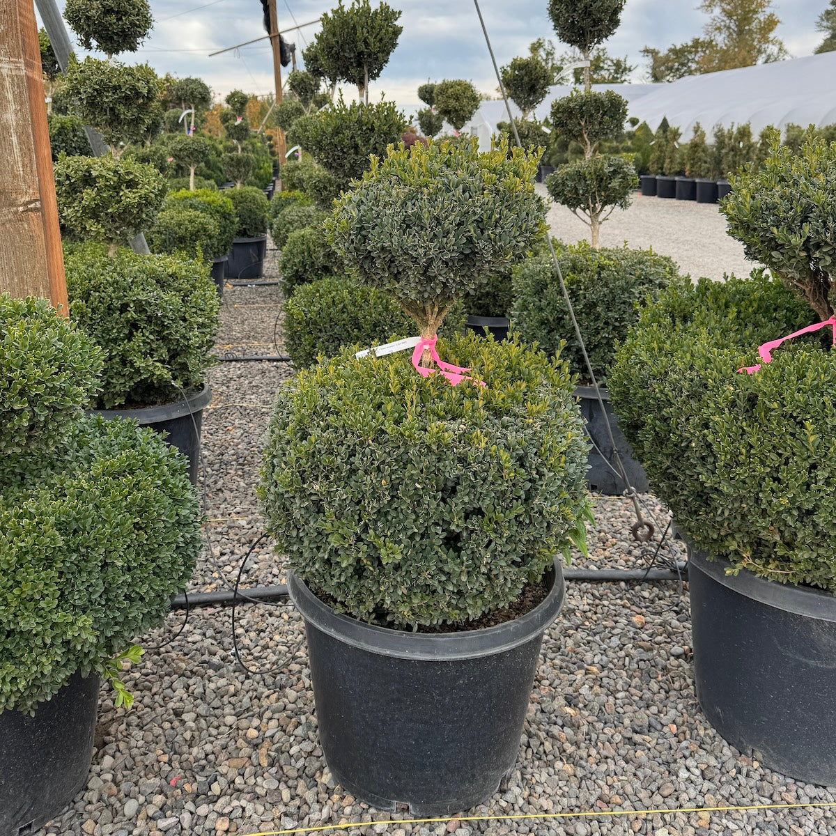 Buxus x 'Green Mountain', 2 Ball