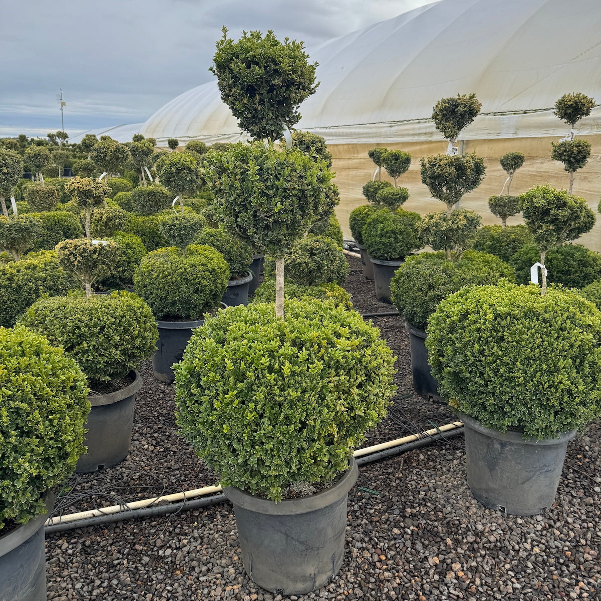 Buxus x 'Green Mountain', 3 Ball