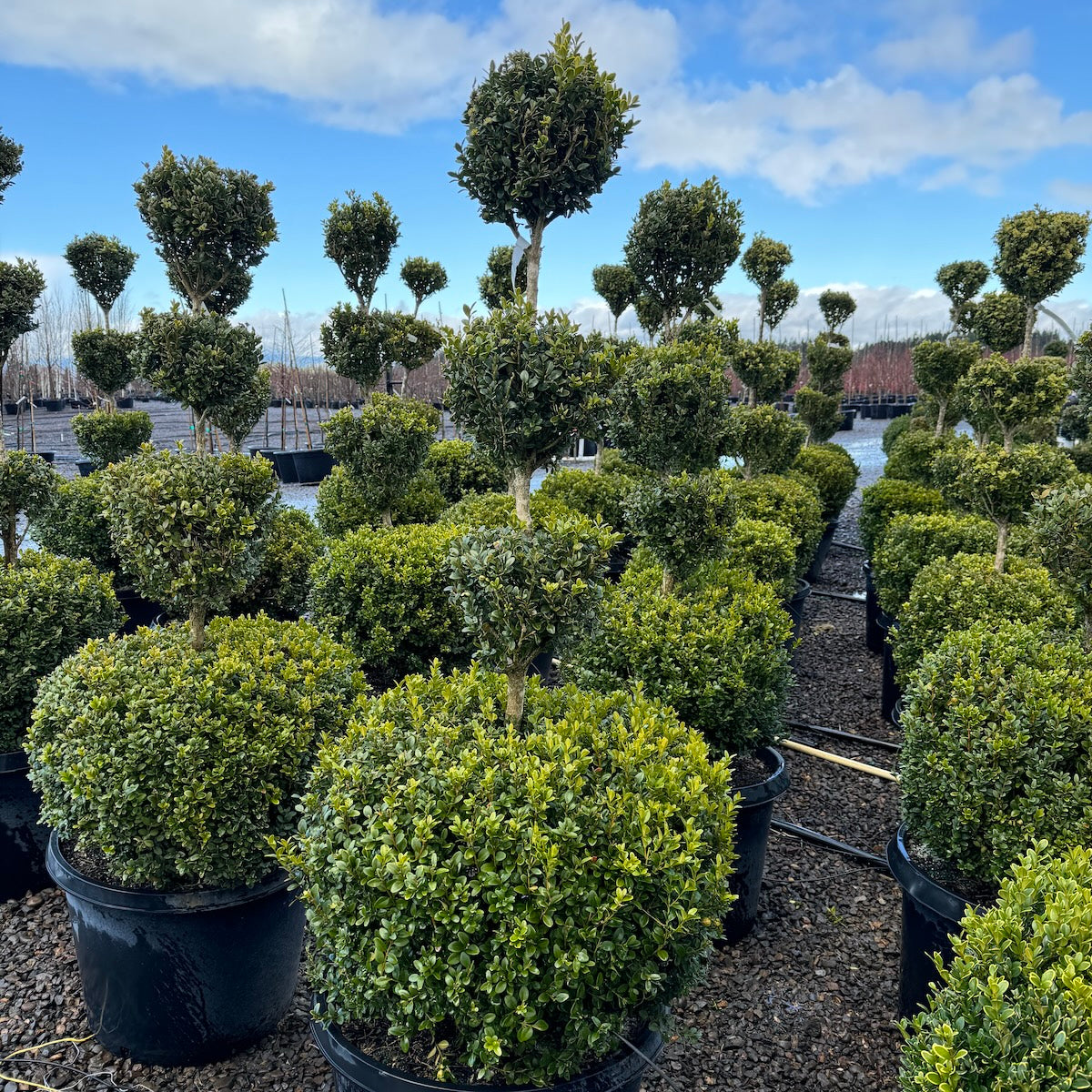Buxus x 'Green Mountain', 4 Ball