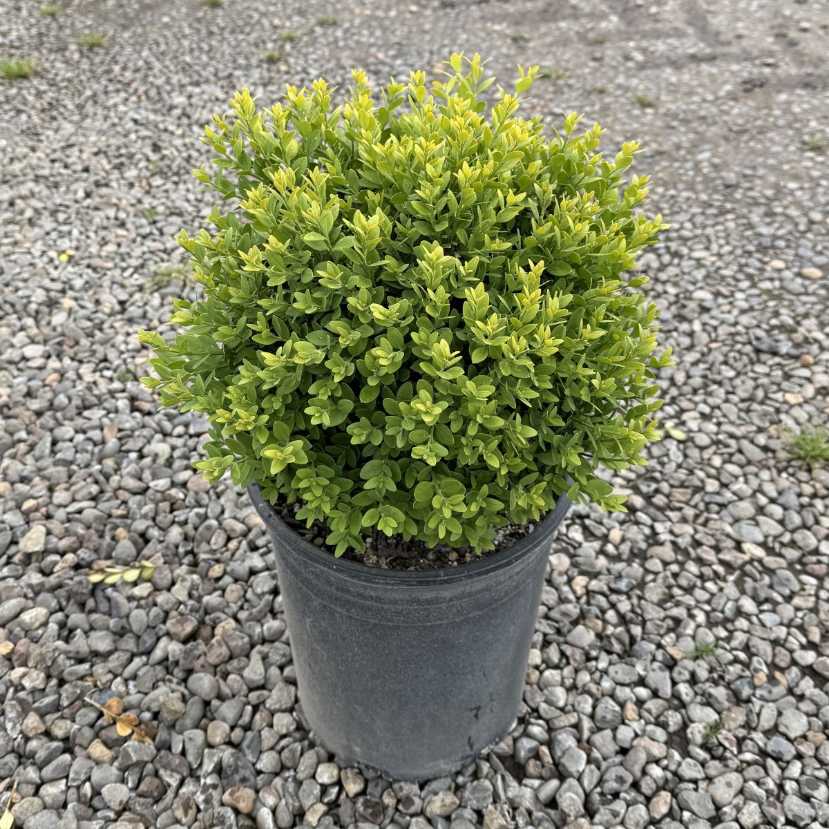 Buxus x 'Green Mountain