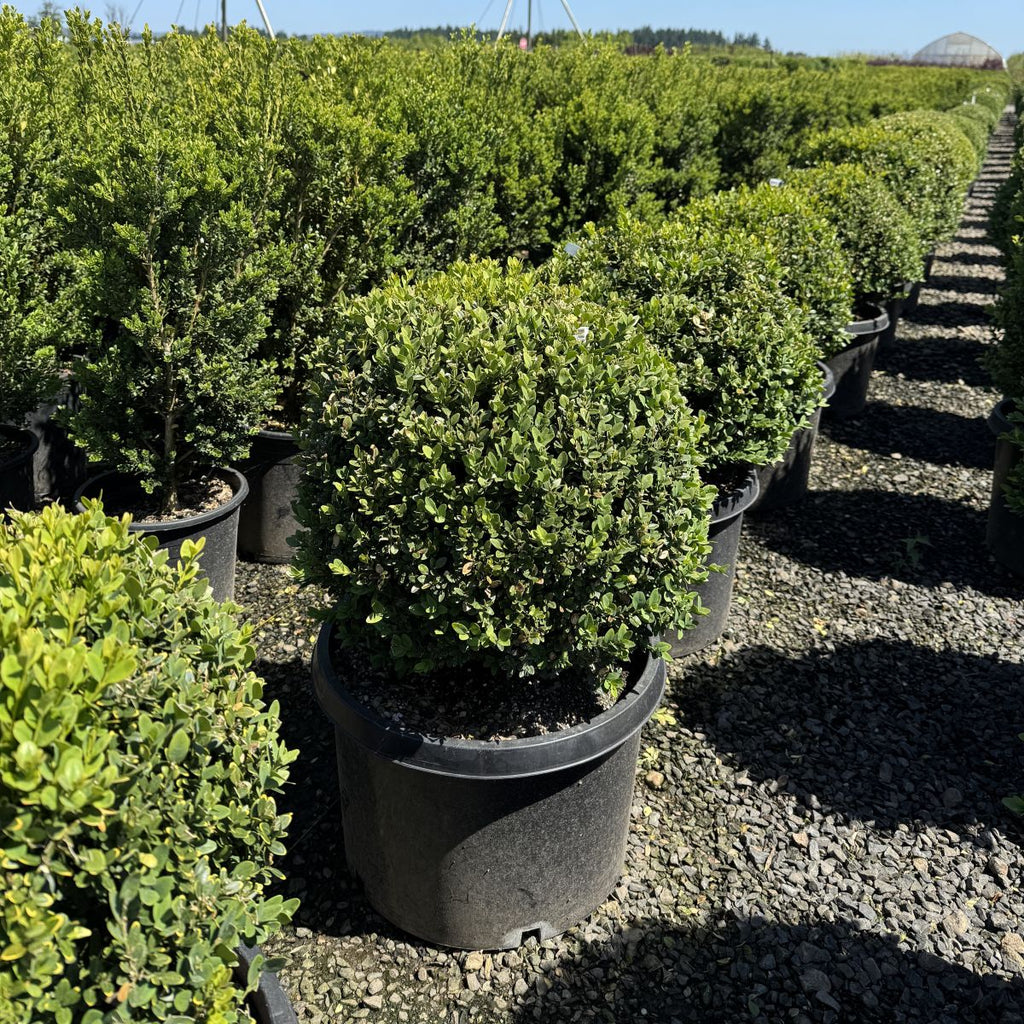 Buxus x 'Green Mountain', Globe (BBP)