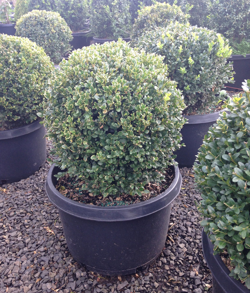 Buxus x 'Green Mountain', Globe