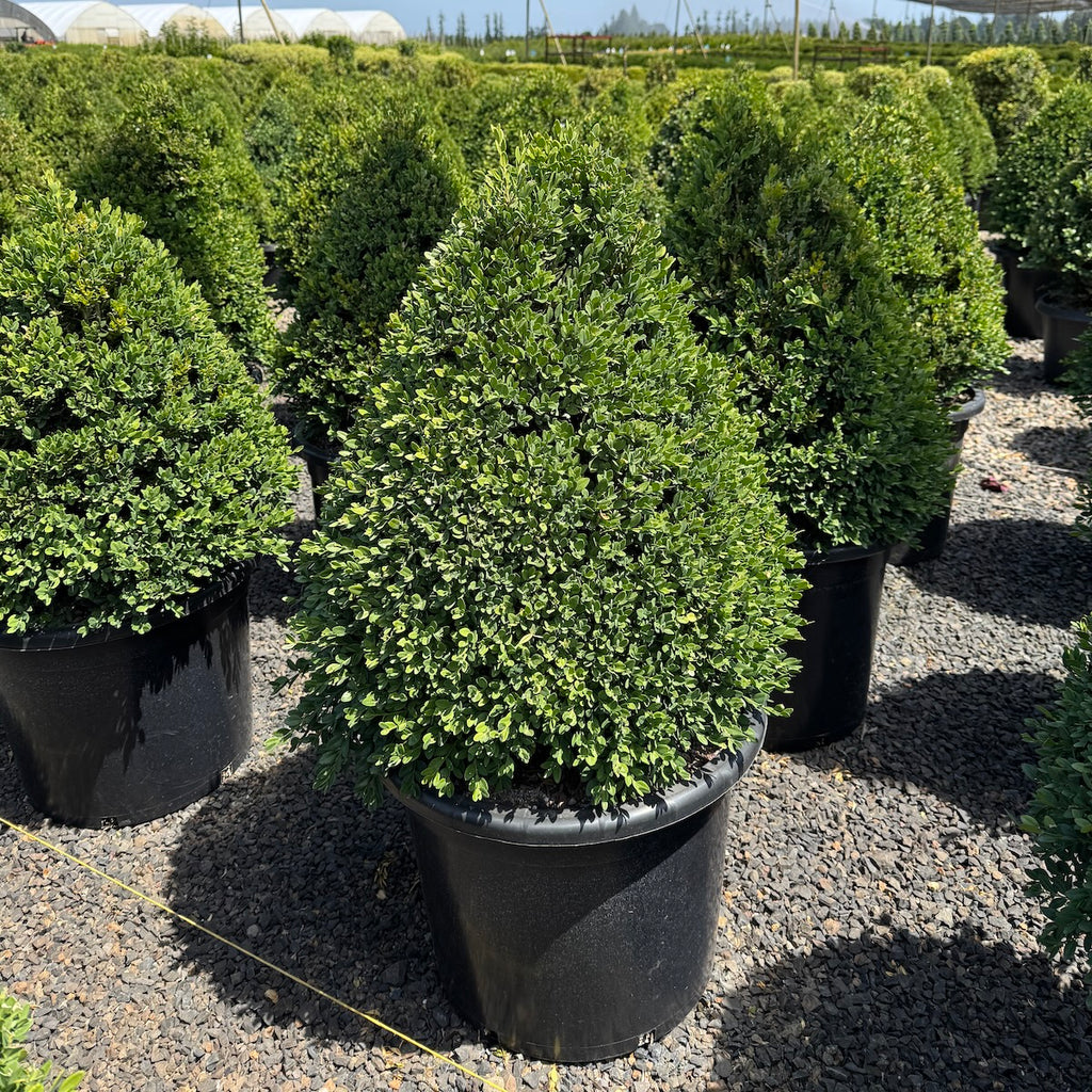 Buxus x 'Green Mountain', Pyramid