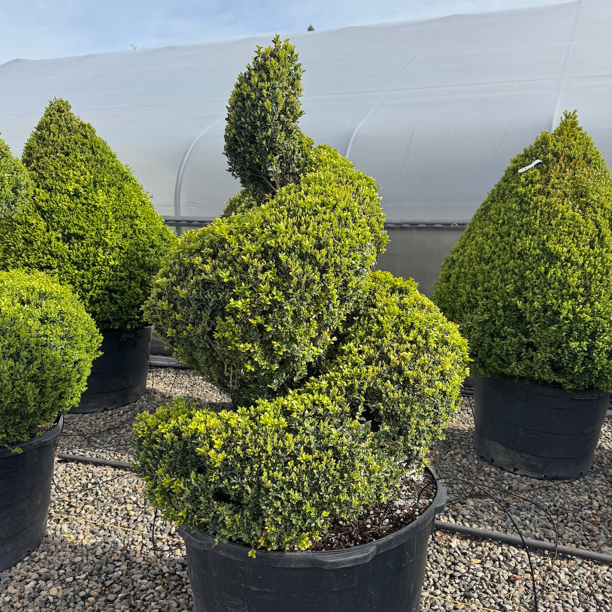 Buxus x 'Green Mountain', Spiral