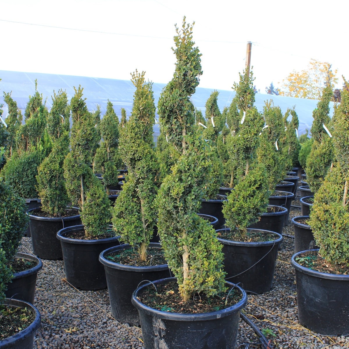 Buxus x 'Green Mountain', Spiral
