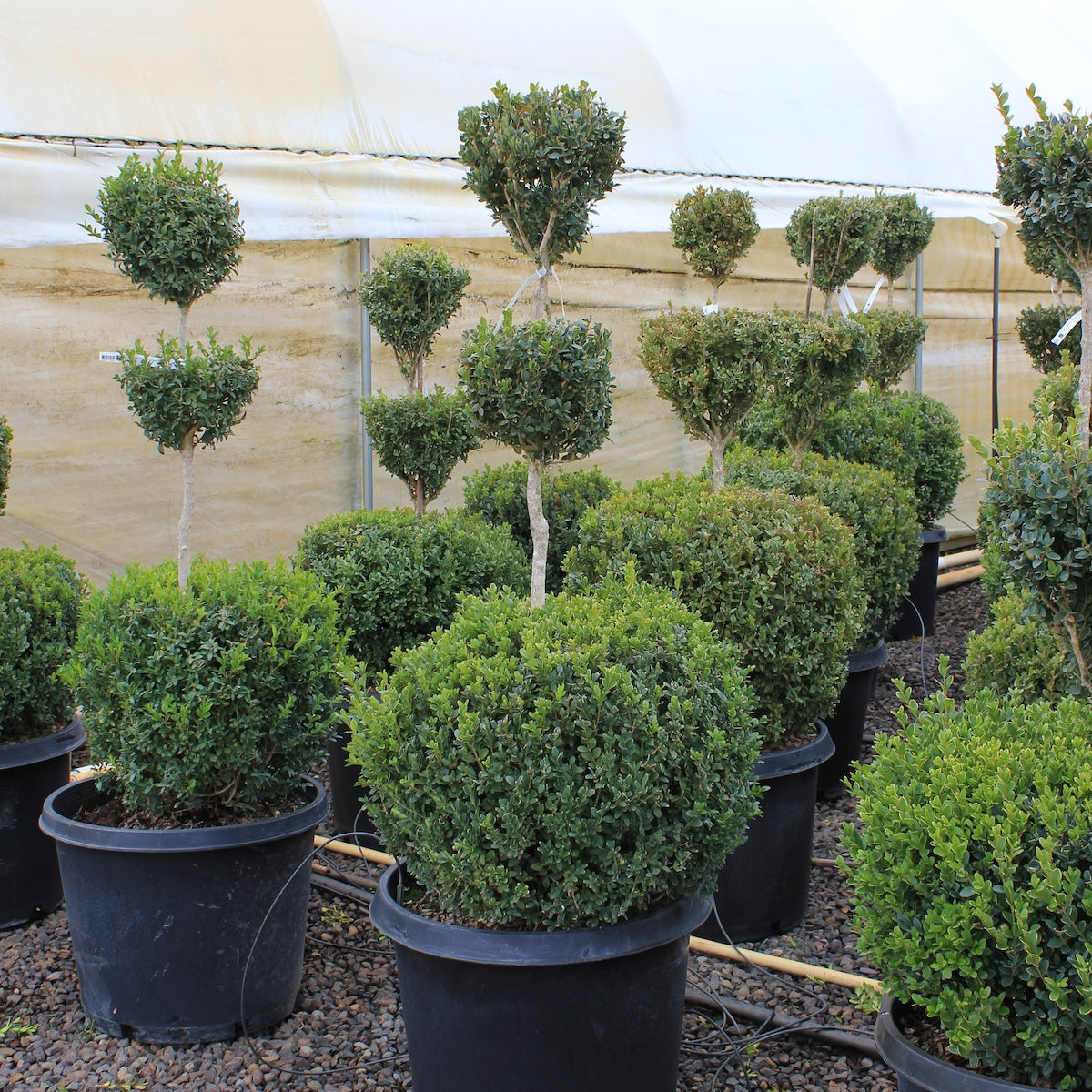 Buxus x 'Green Velvet', 3 Ball