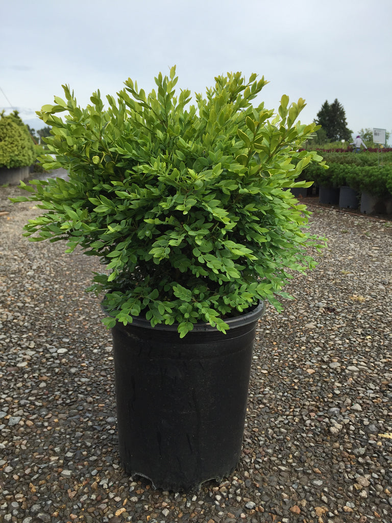 Buxus x 'Green Velvet'