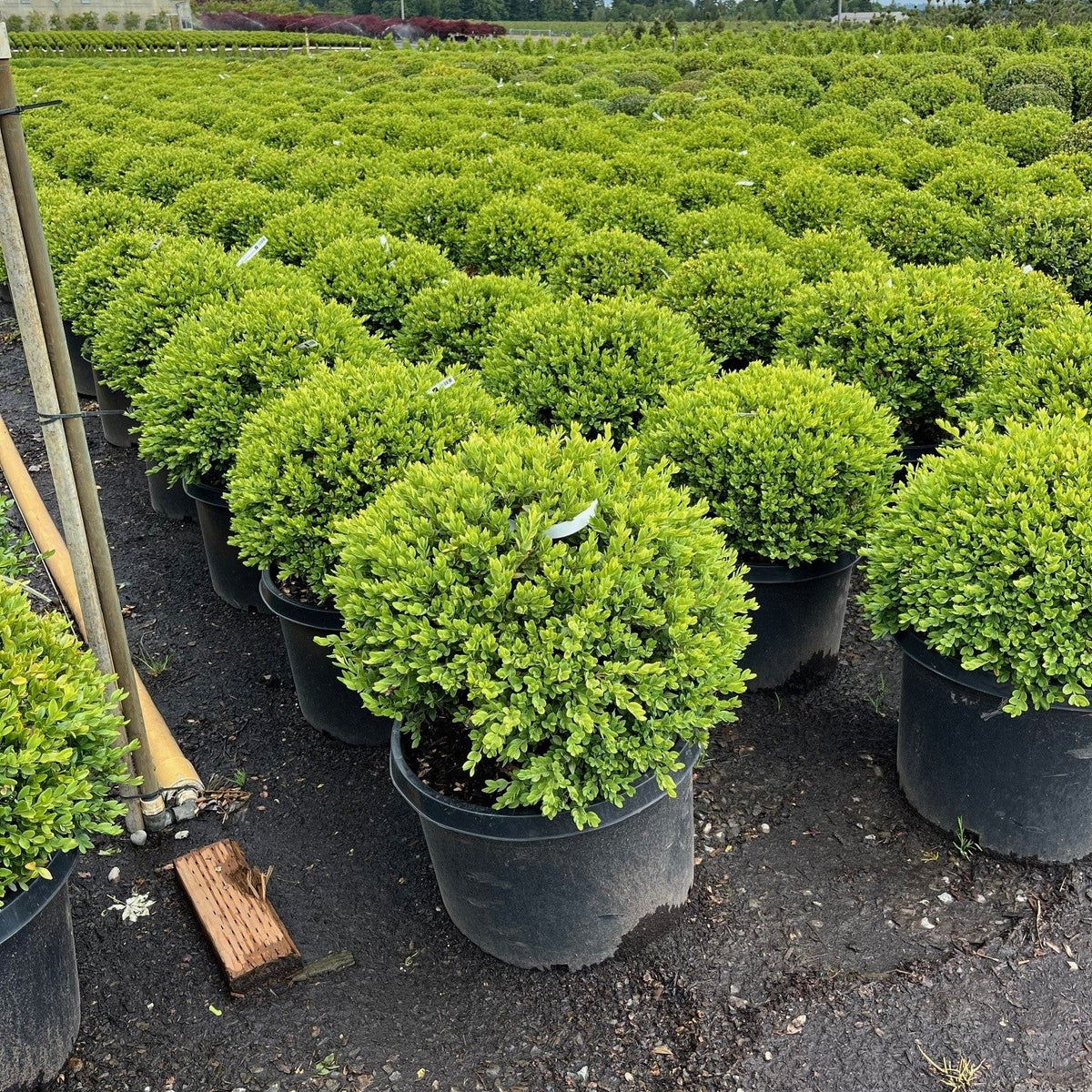 Buxus x 'Green Velvet', Globe