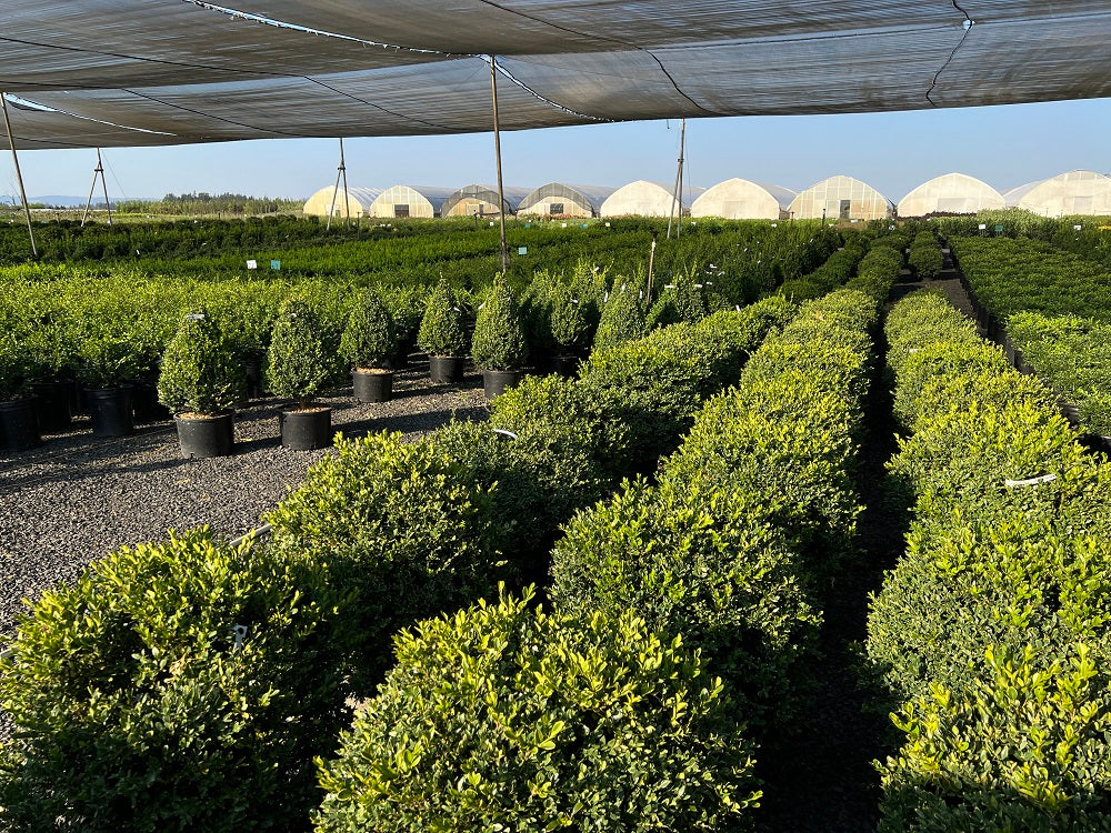 Buxus x 'Green Velvet', Globe