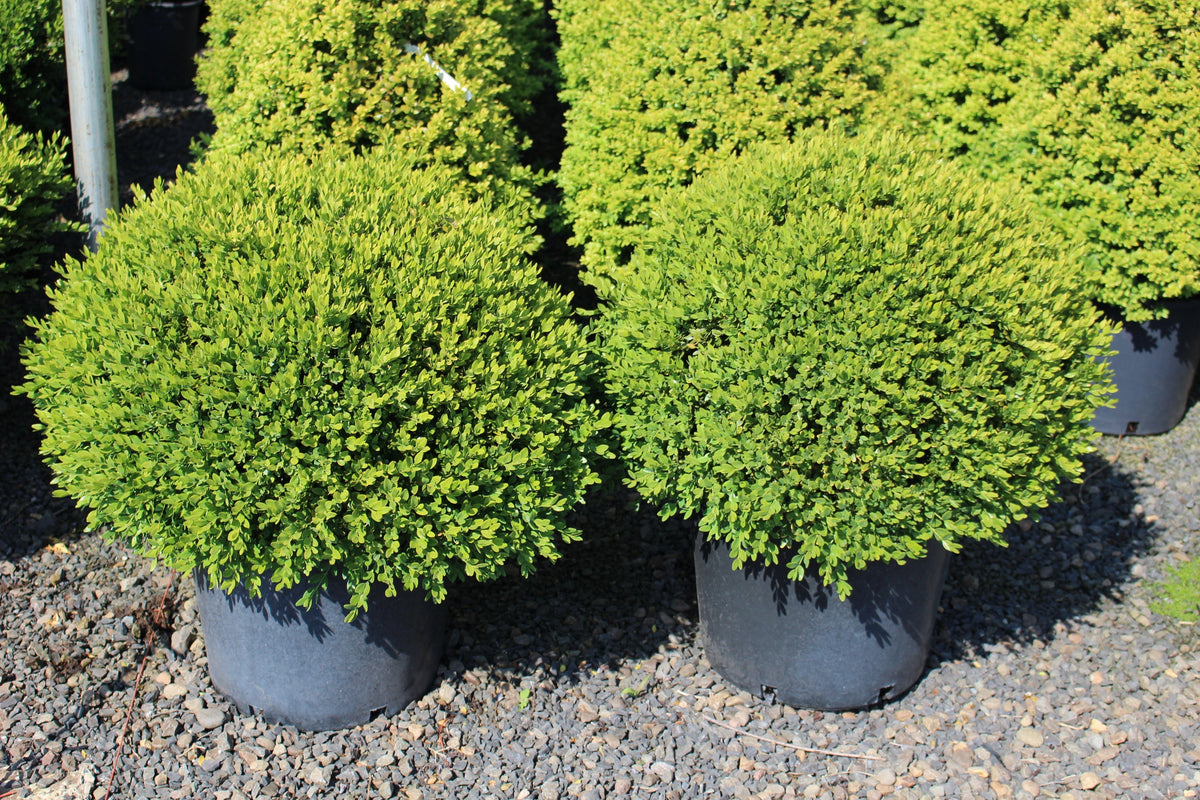 Buxus x 'Green Velvet', Globe