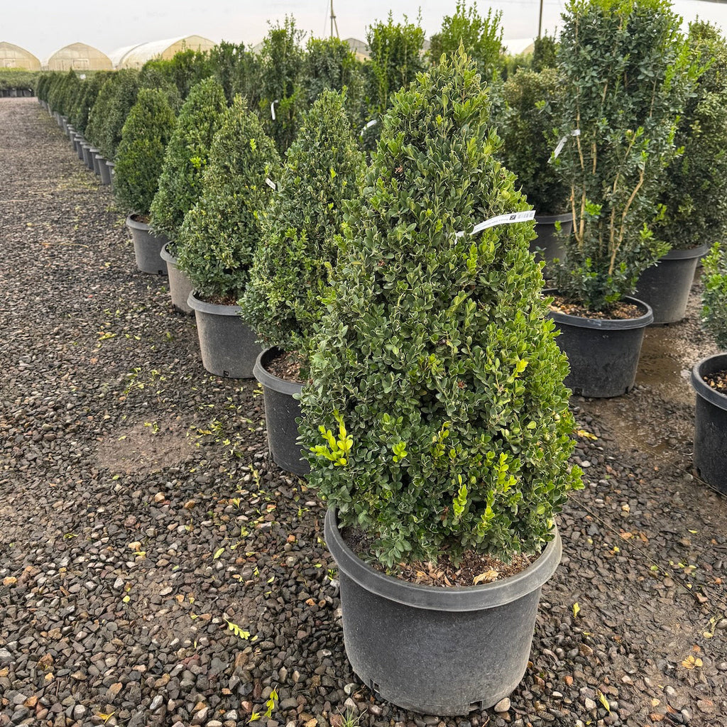 Buxus x 'Green Velvet', Pyramid