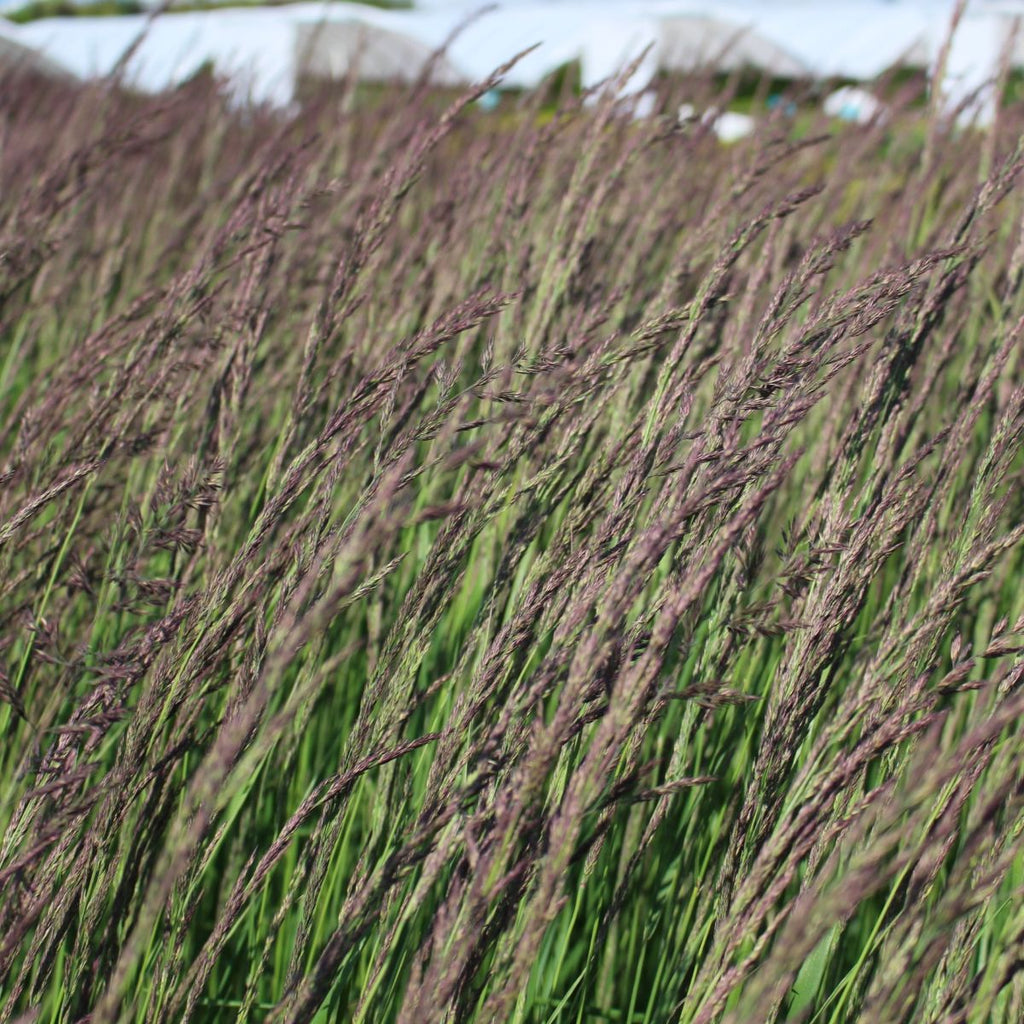 Grass, Calamagrostis a. 'Karl Foerster'