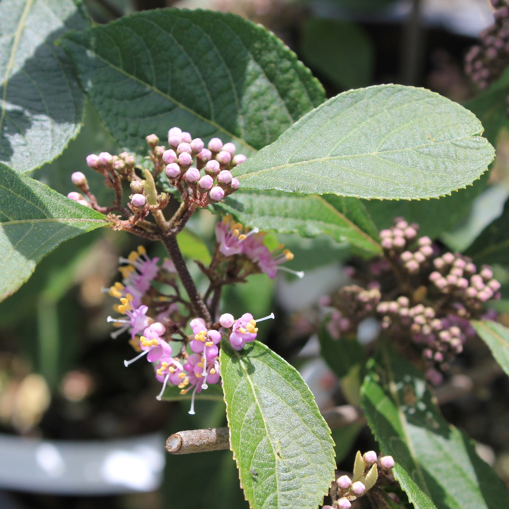 Callicarpa bodinieri 'Profusion'