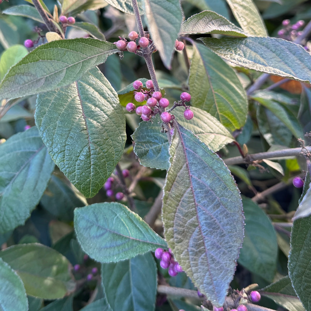 Callicarpa bodinieri 'Profusion'