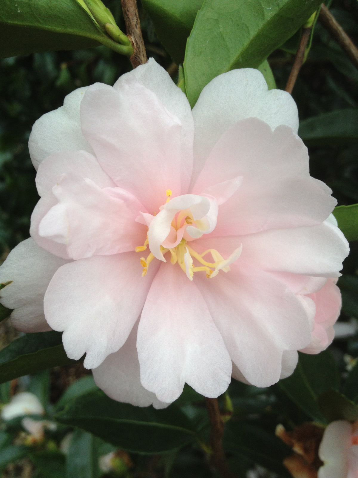 Camellia sas. 'Jean May' (pink)