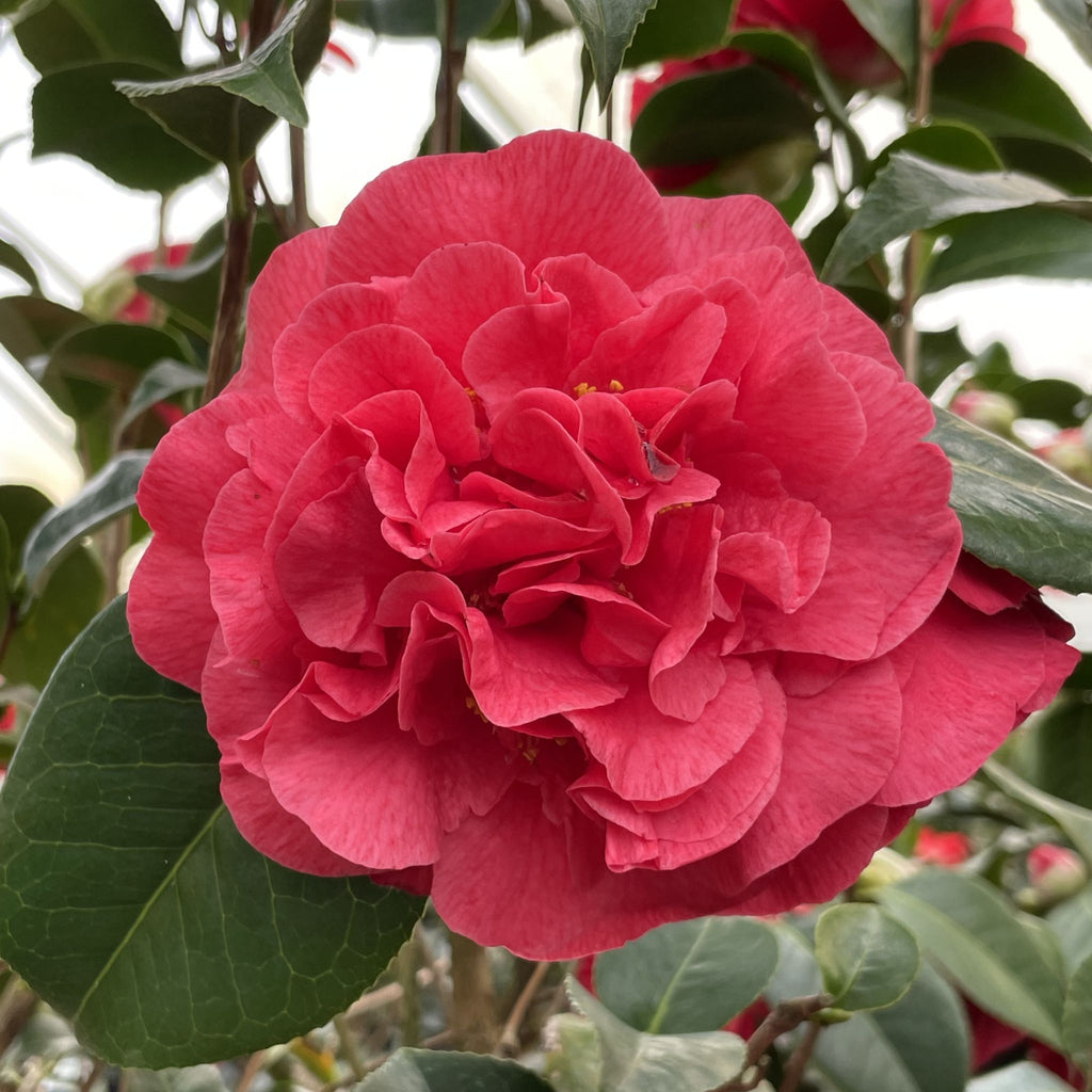 Camellia jap. 'Kramer's Supreme' (red), ESPALIER