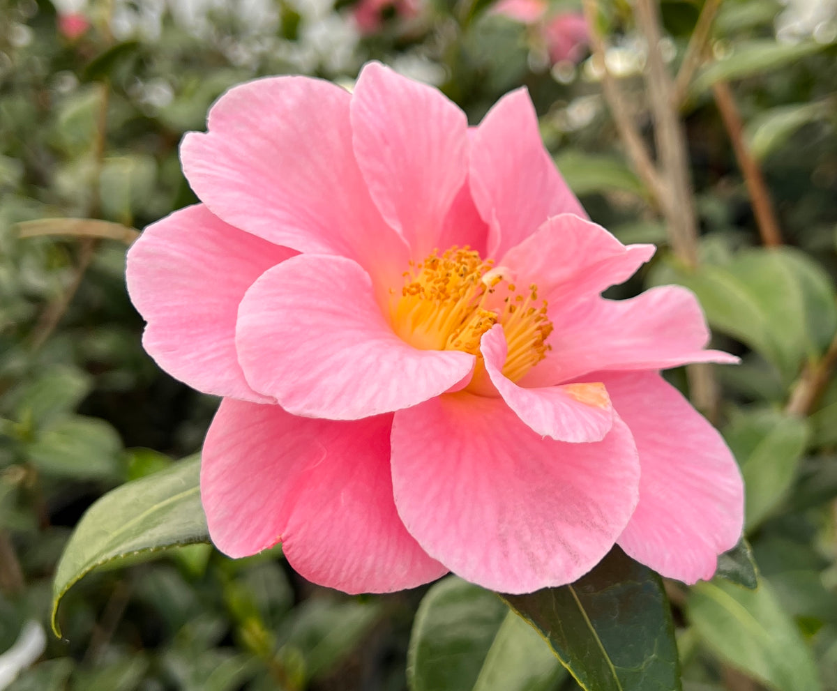 Camellia jap 'Pink Icicle' (pink)