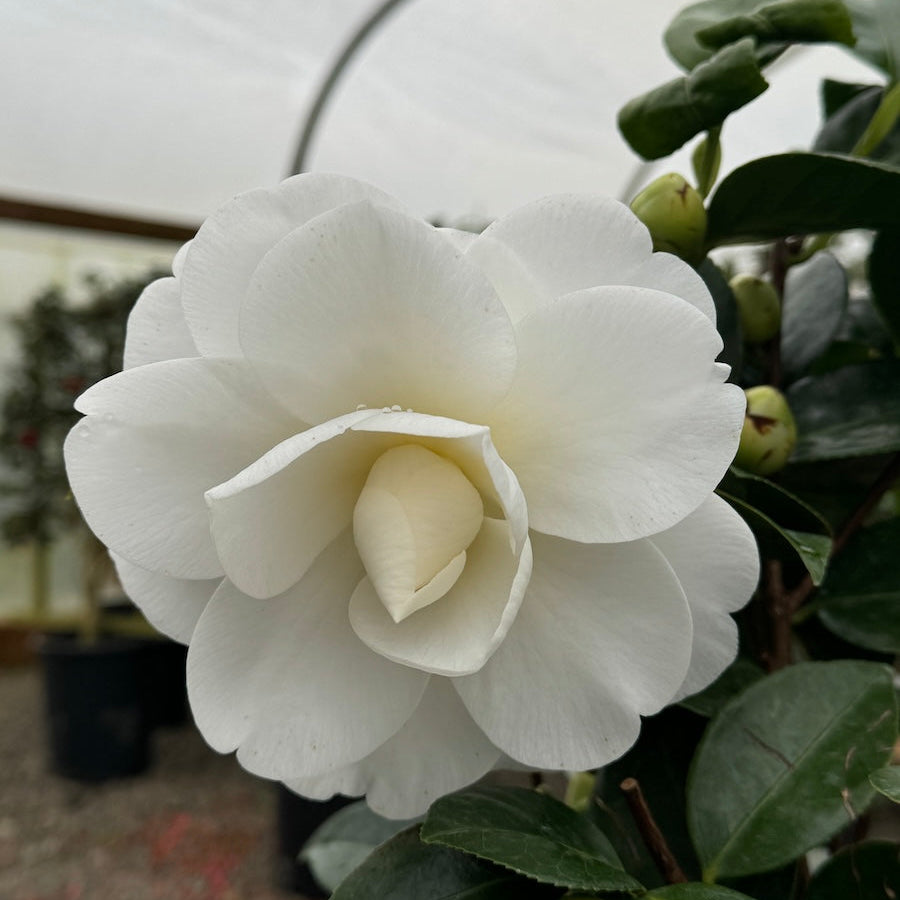 Camellia jap. 'Swan Lake'™ (white).JPG