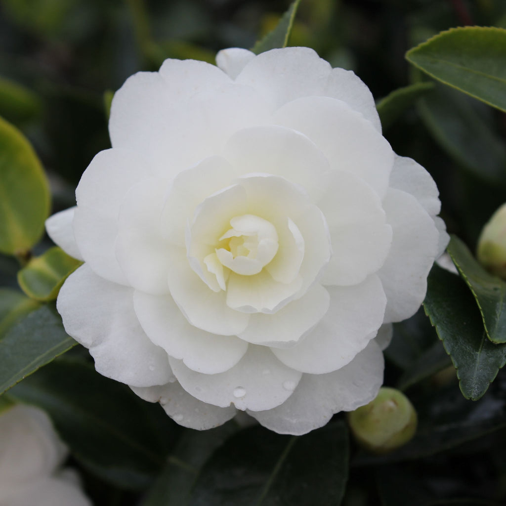 Camellia sas. OCTOBER MAGIC® 'White Shi-Shi' ™ PP27553 (white)