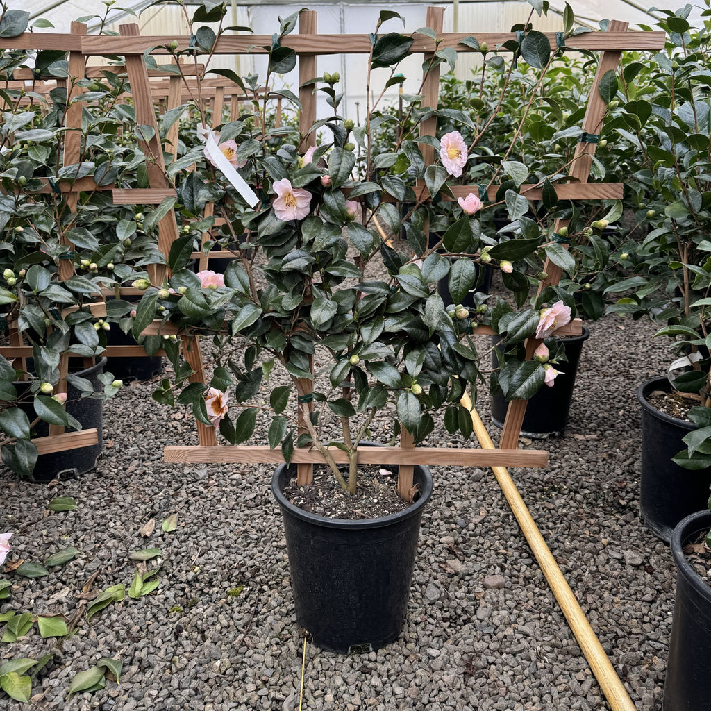 Camellia jap. 'April Remembered' (pink), ESPALIER