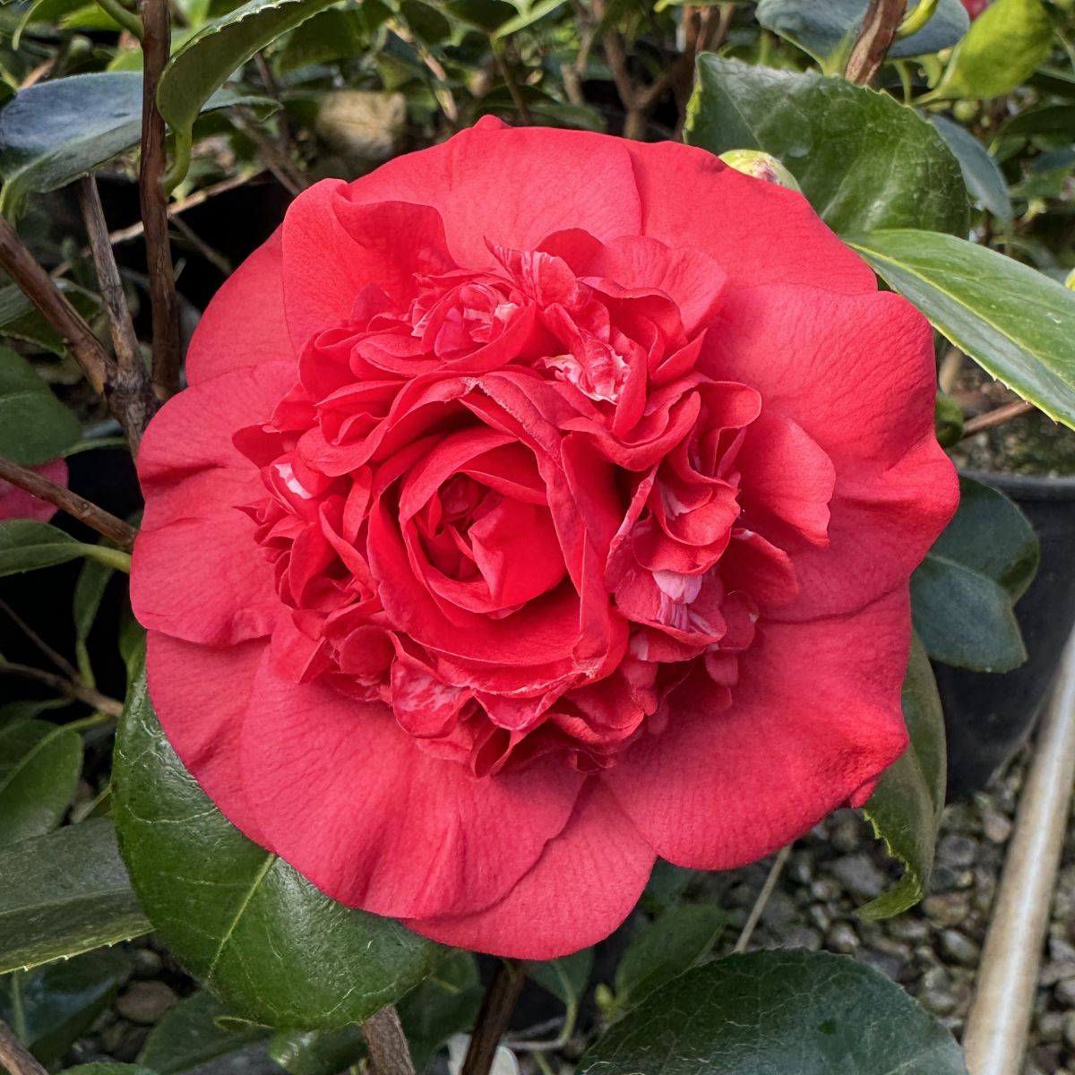 Camellia jap. 'April Tryst' (red)