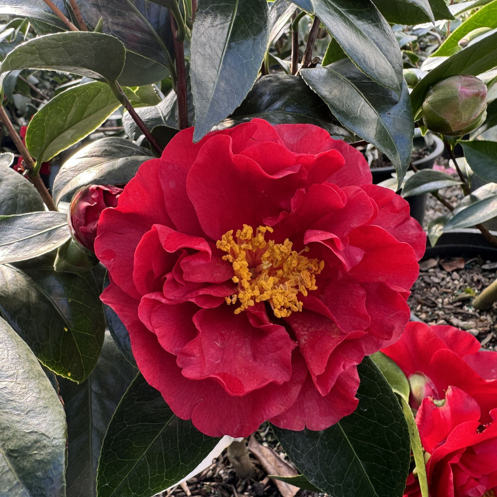 Camellia jap. 'Bob Hope' (red)