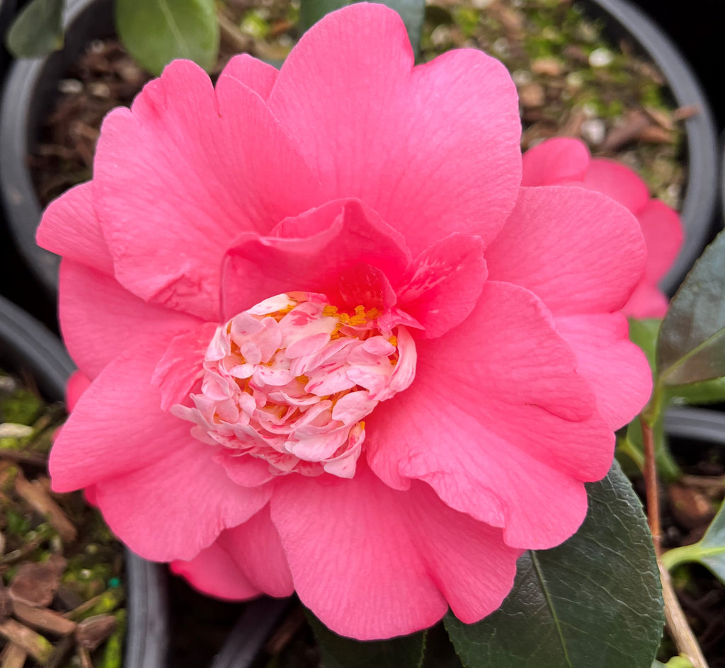 Camellia jap. 'Chandleri Elegans' (pink) ESPALIER