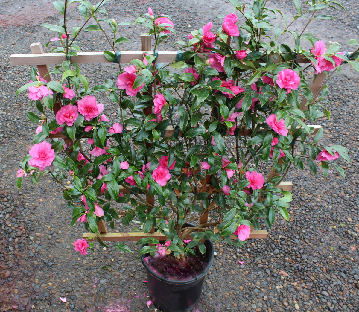 Camellia sas. 'Chansonette' (pink), ESPALIER