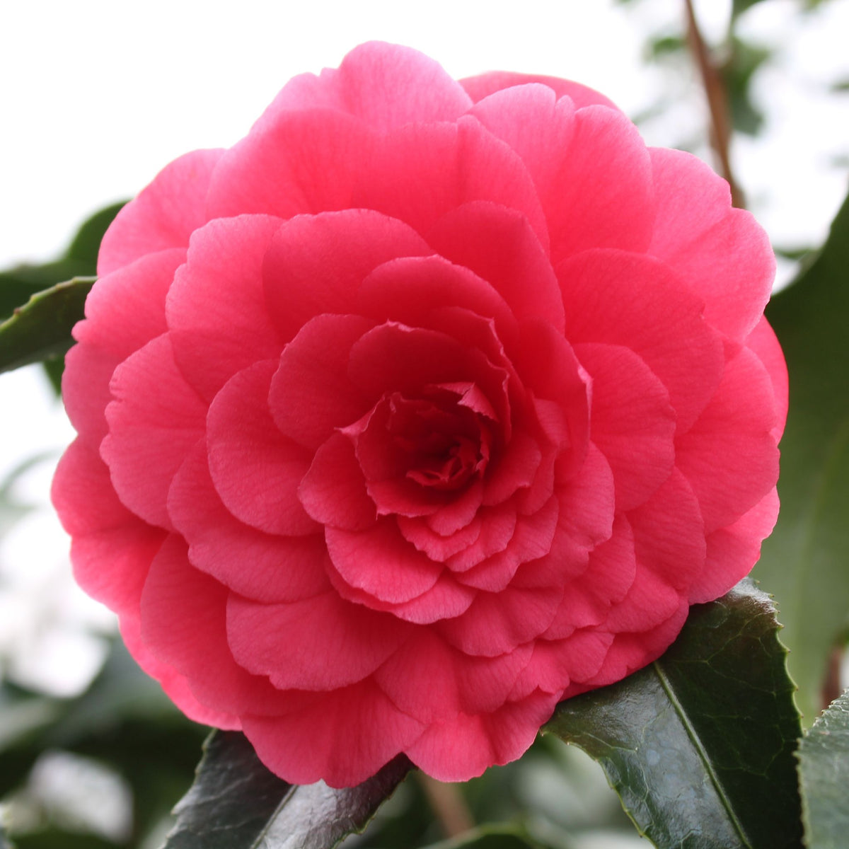 Camellia jap. 'Colonel Firey' (red)