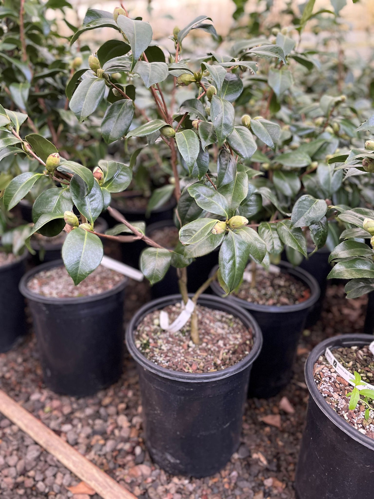 Camellia jap. 'Colonel Firey' (red)