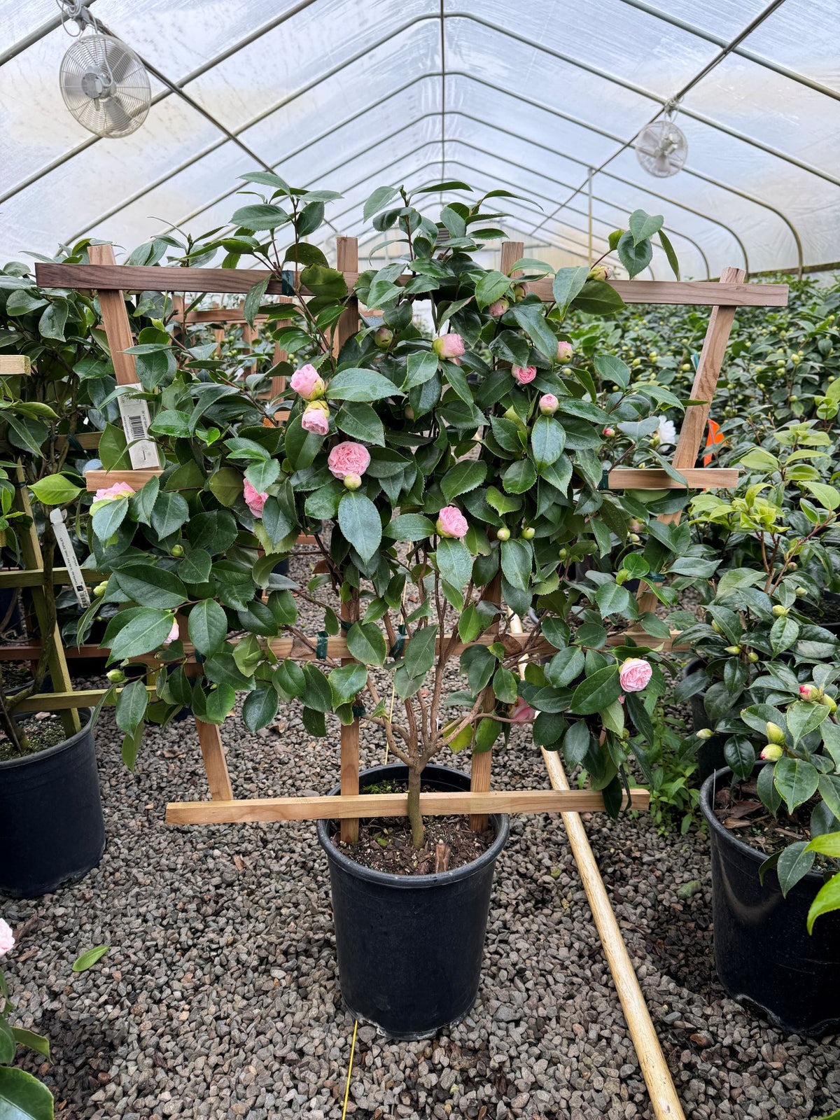 Camellia jap. 'Debutante' (pink), ESPALIER