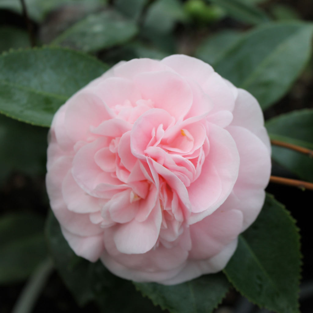 Camellia jap. 'Debutante' (pink), ESPALIER