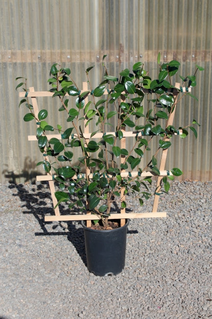 Camellia jap. 'Dr King' (red)