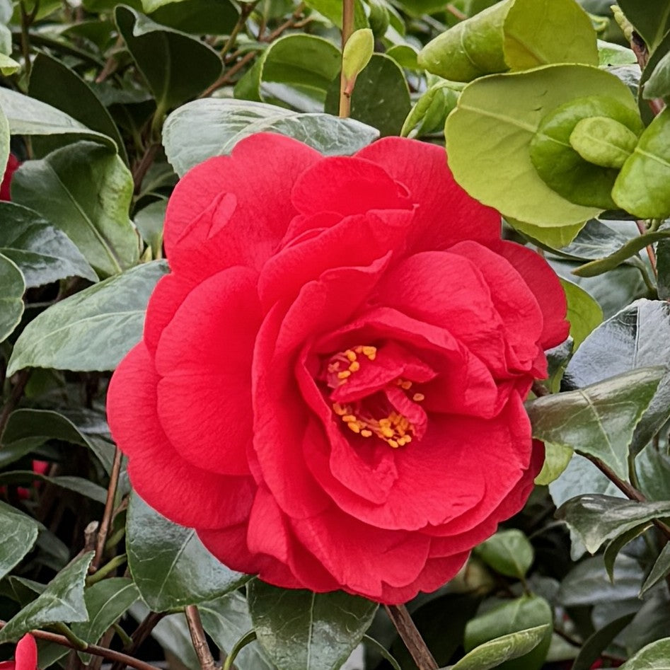 Camellia jap. 'Dr King' (red)