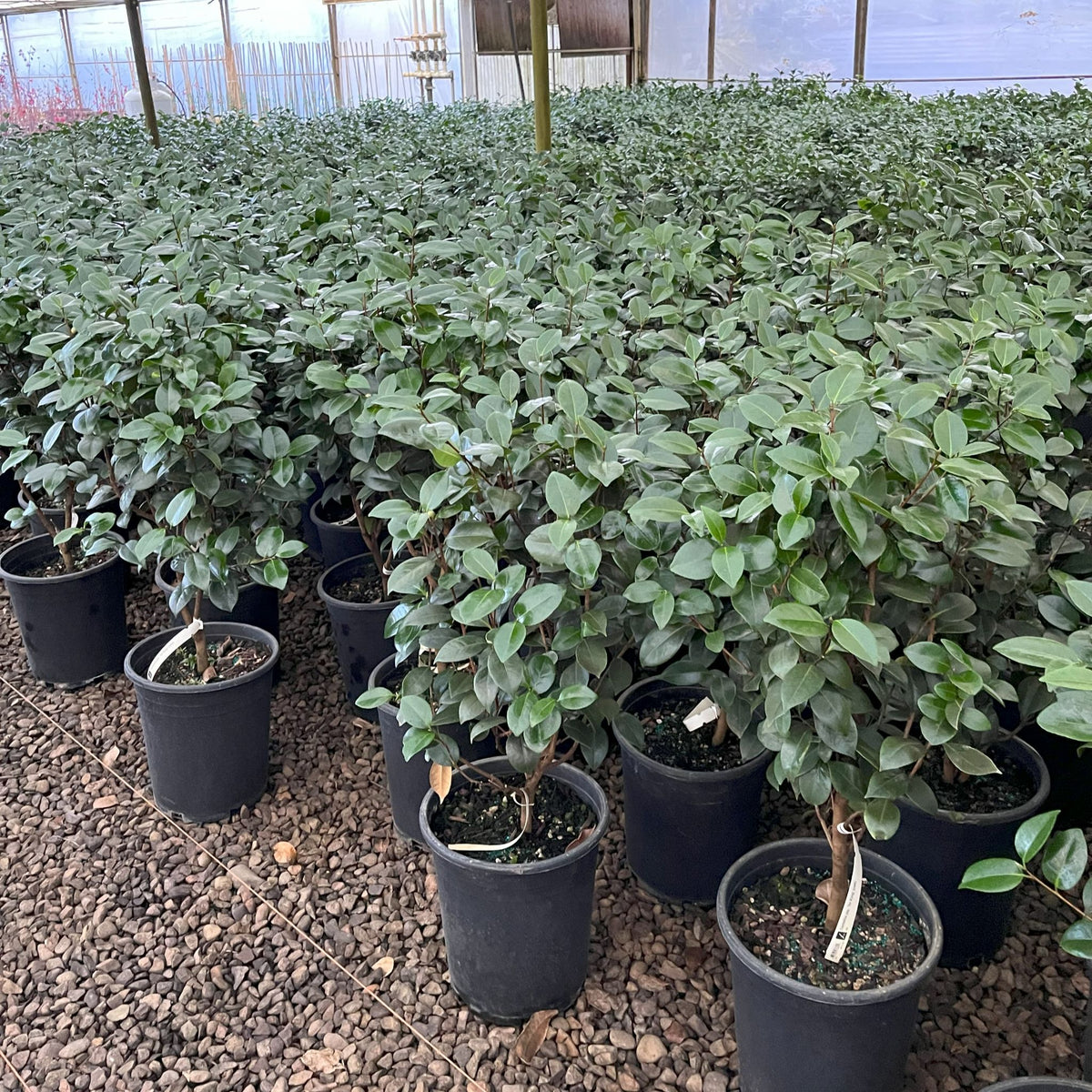 Camellia jap. 'Dr King' (red)
