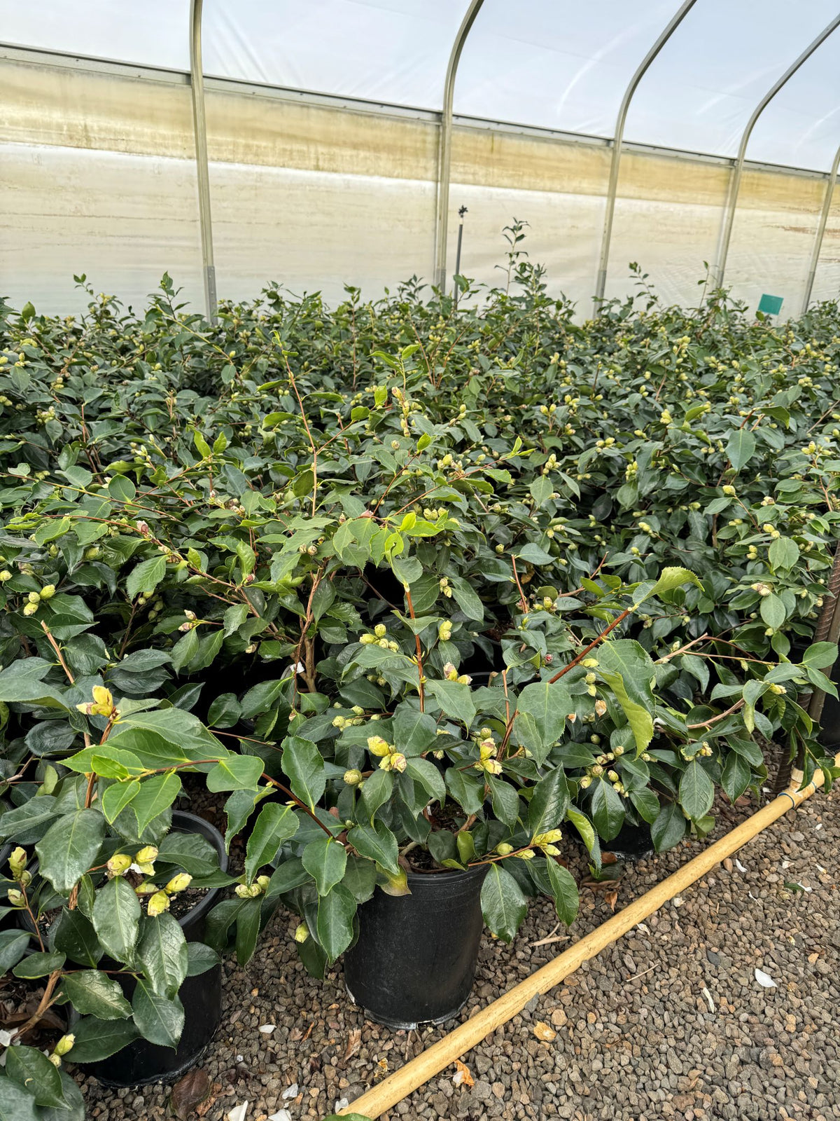 Camellia jap. 'Elegans Splendor' (pink)