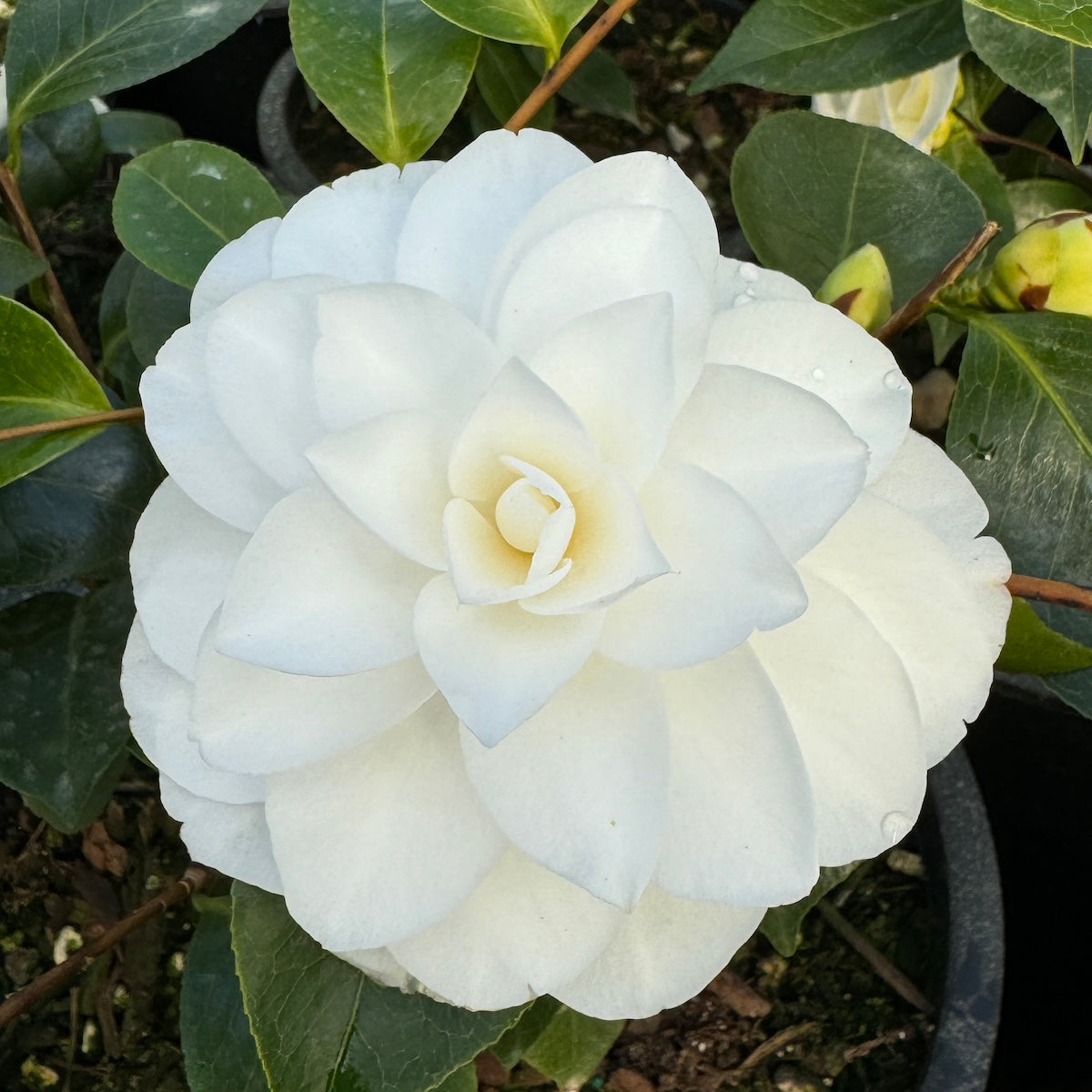 Camellia jap. 'Finlandia Varigated' (white)