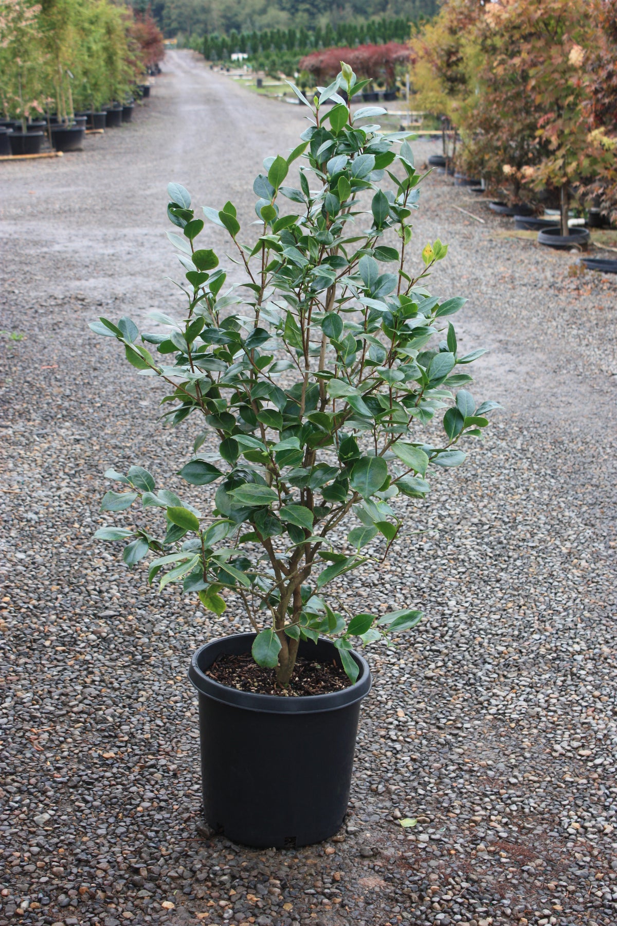 Camellia jap. 'In the Pink' (rose)
