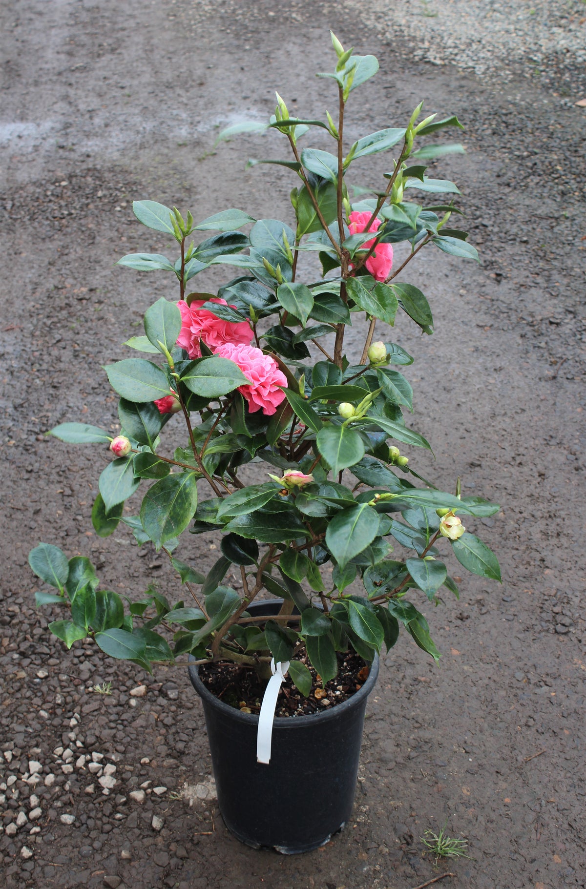 Camellia jap. 'In the Pink' (rose)