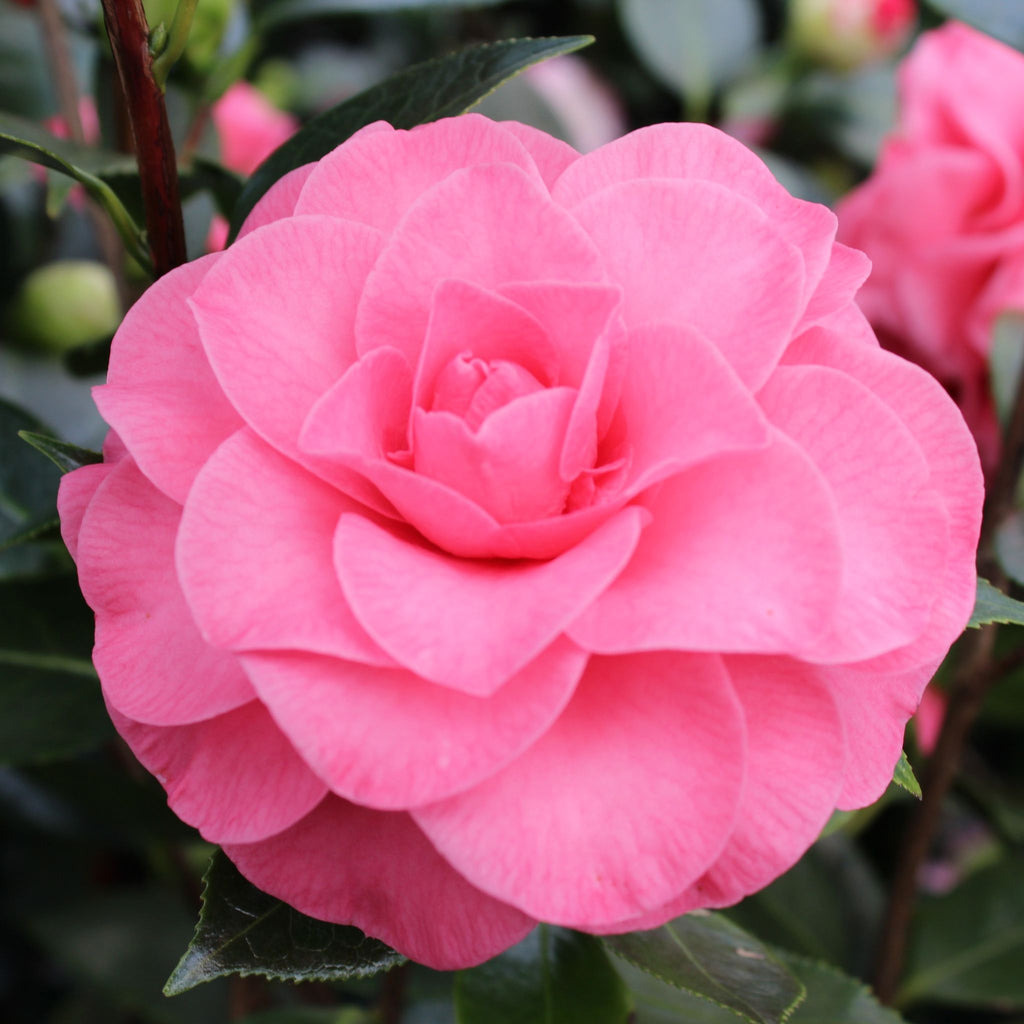 Camellia jap. 'In the Pink' (rose) ESPALIER