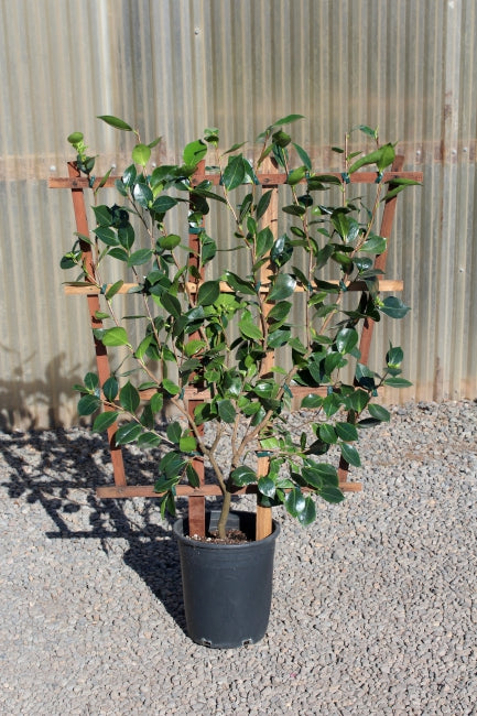 Camellia jap. 'In the Pink' (rose) ESPALIER