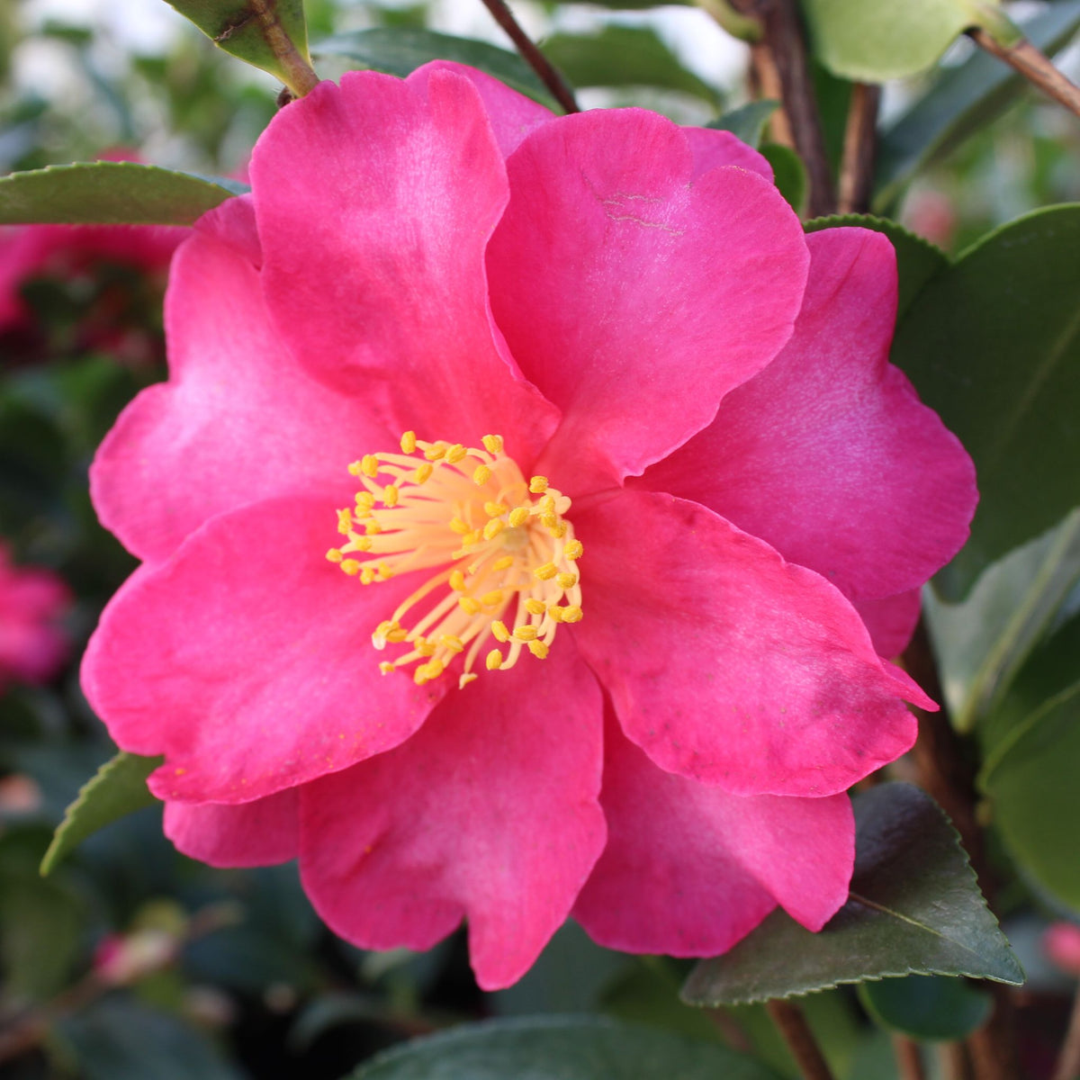 Camellia sas. 'Kanjiro' (rose) ESPALIER