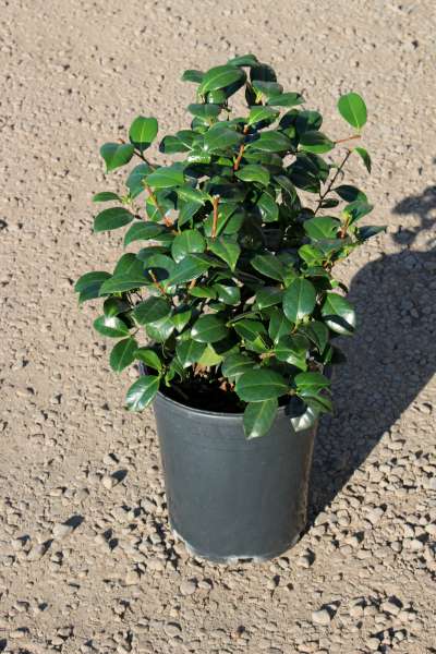 Camellia jap. 'Korean Fire' (red)