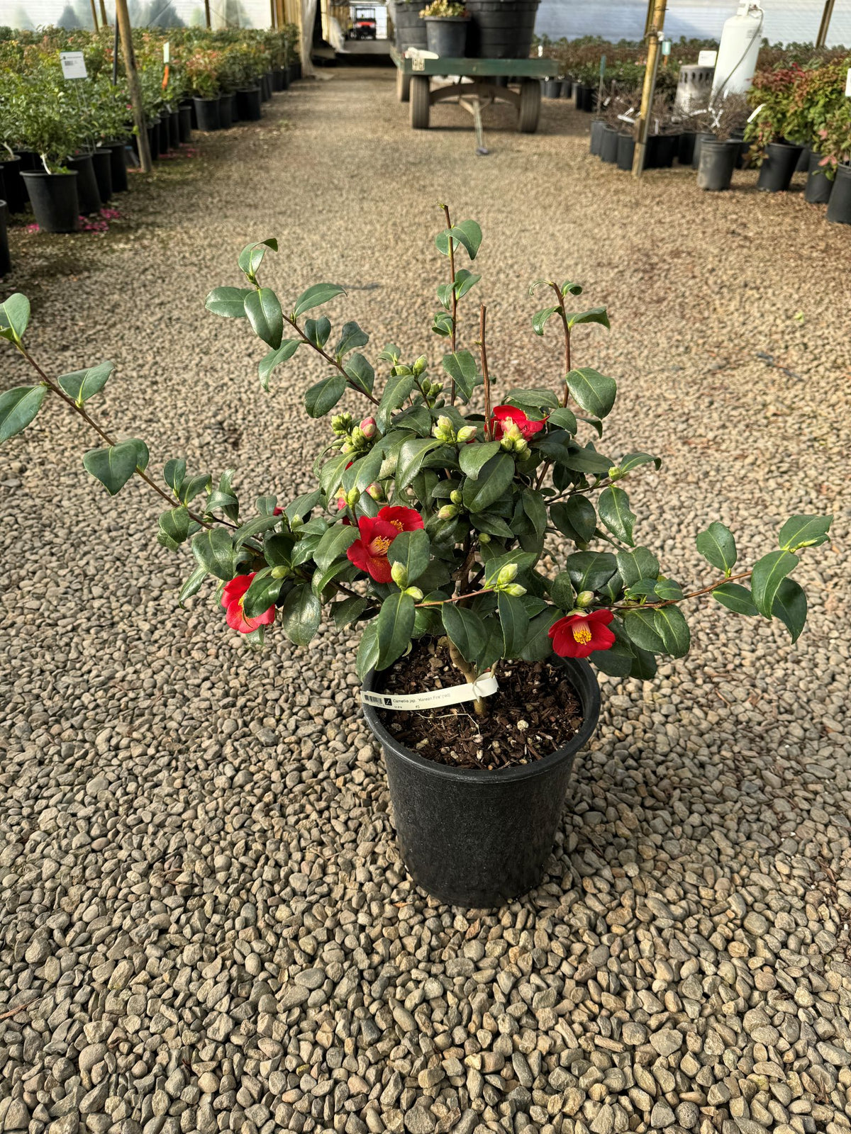 Camellia jap. 'Korean Fire' (red)