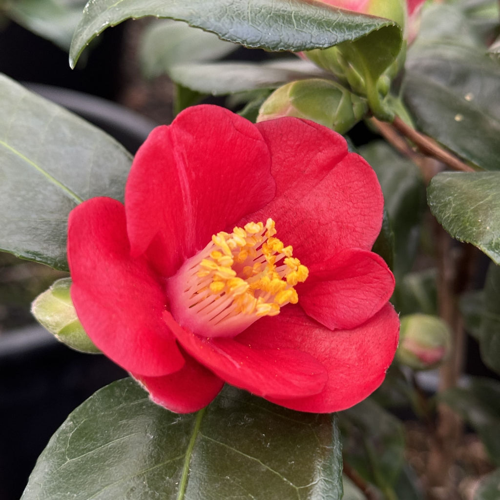 Camellia jap. 'Korean Fire' (red), ESPALIER